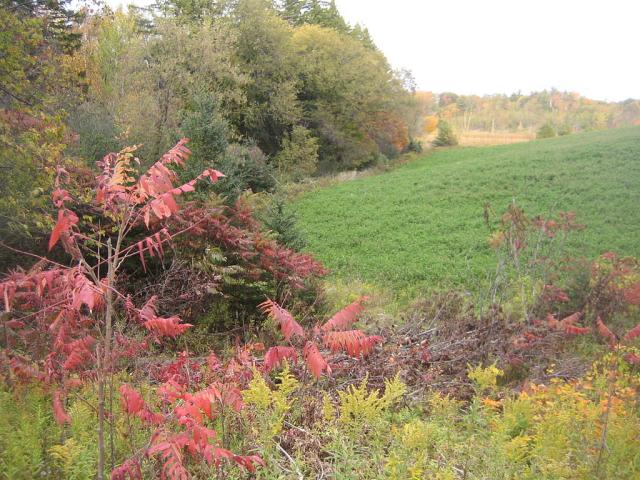 موقع أورورا