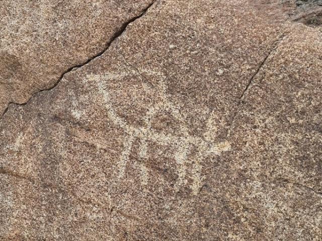 Rock engravings in Wadi Shie