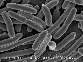 Ancient Human Migrations Left a Hidden Trail in the Gut Microbiome