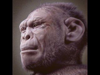 هيكل عظمي جديد يعيد الجدل حول موقع هومو هابيليس في شجرة تطور الإنسان