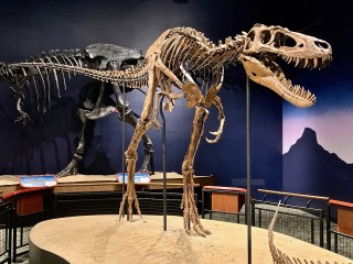 Reconstructed skeleton of the tyrannosaur specimen known as “Jane,” displayed at the Burpee Museum of Natural History.