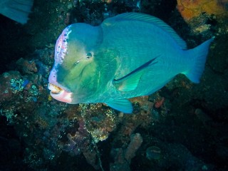 Fish Bones Reveal a Reef-Based Way of Life in Neolithic Okinawa