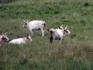 Animal Bones Reveal a Millennium of Change in Medieval English Farming