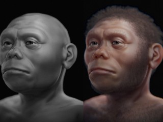 New Fossil Analysis Rethinks How Human Body Size Evolved