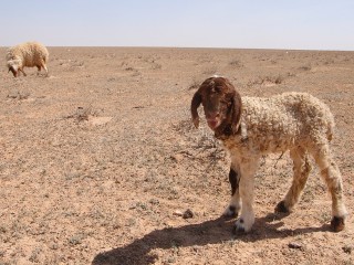 Sheep and Goats May Have Helped Shape the World’s First Cities