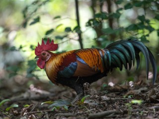 Scientific Analysis Confirms Early Chicken Husbandry in Ancient Korea