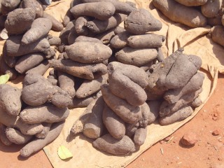 Yam tubers, an important vegetatively propagated crop in tropical regions.