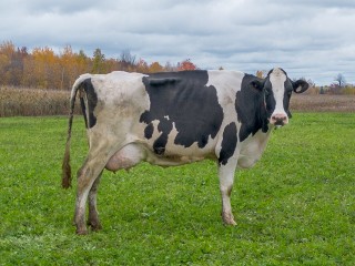 Ancient Cattle Teeth Reveal Europe’s Earliest Livestock Journeys