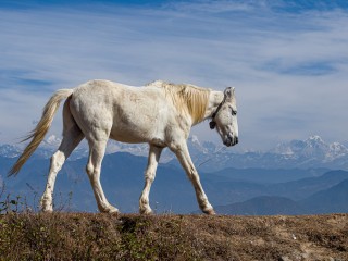 New Study Challenges Conventional Timeline for Horse Domestication and Riding