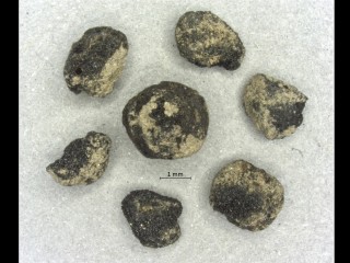 Charred Legumes Hint at New Farming Strategies in 6th-Century Norway