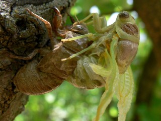 Insect Eating Was Rare in Ancient Europe