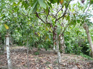 Ancient DNA Reveals Cacao Consumption at Mississippian Etowah