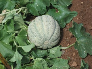 Cantaloupe (Cucumis melo).