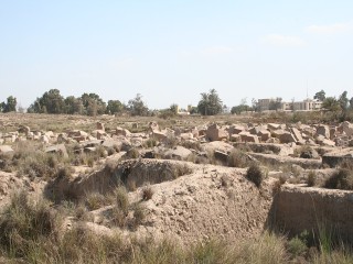 Plant Remains Trace the Rise of Farming at Ancient Bubastis