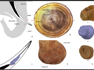 Hidden Patterns in Mammoth Ivory Inspired Ice Age Art in Ukraine