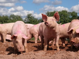 Medieval Pigs Show How Communities Managed Changing Landscapes