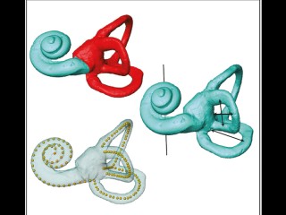 3D representations of the bony labyrinth showing the methods used to compare inner-ear shape.