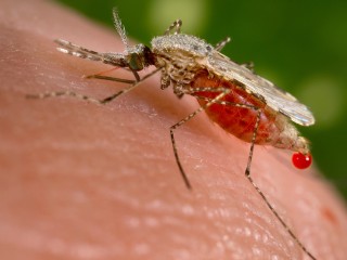 Malaria Influenced Human Settlement Patterns for 74000 Years