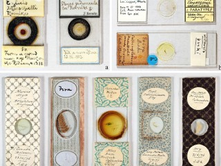 A Hidden Arsenic Legacy in Canada’s Scientific Collections