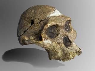 Fossil Skulls Reveal a Different Story of Early Human Brain Evolution
