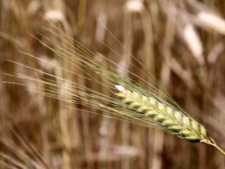 Ancient Seeds Reveal How Neolithic Farmers Fed a Growing Community