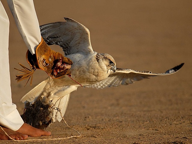 Falconry, A Living Human Heritage | Archiqoo